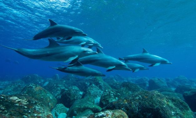 Google’s Dolphin Gemma, Milestones and Building an Ethical Publication 🐬